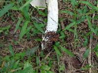 Calocybe indica image