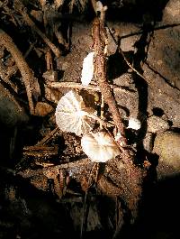 Hemimycena candida image