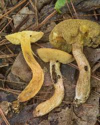 Suillus hirtellus image