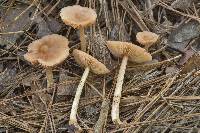 Entoloma strictius image