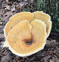 Bondarzewia berkeleyi image