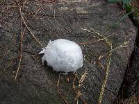 Reticularia lycoperdon image