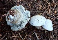 Hygrophorus caeruleus image