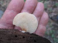 Crepidotus stipitatus image