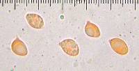 Marasmius oreades image