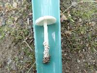 Amanita rasitabula image