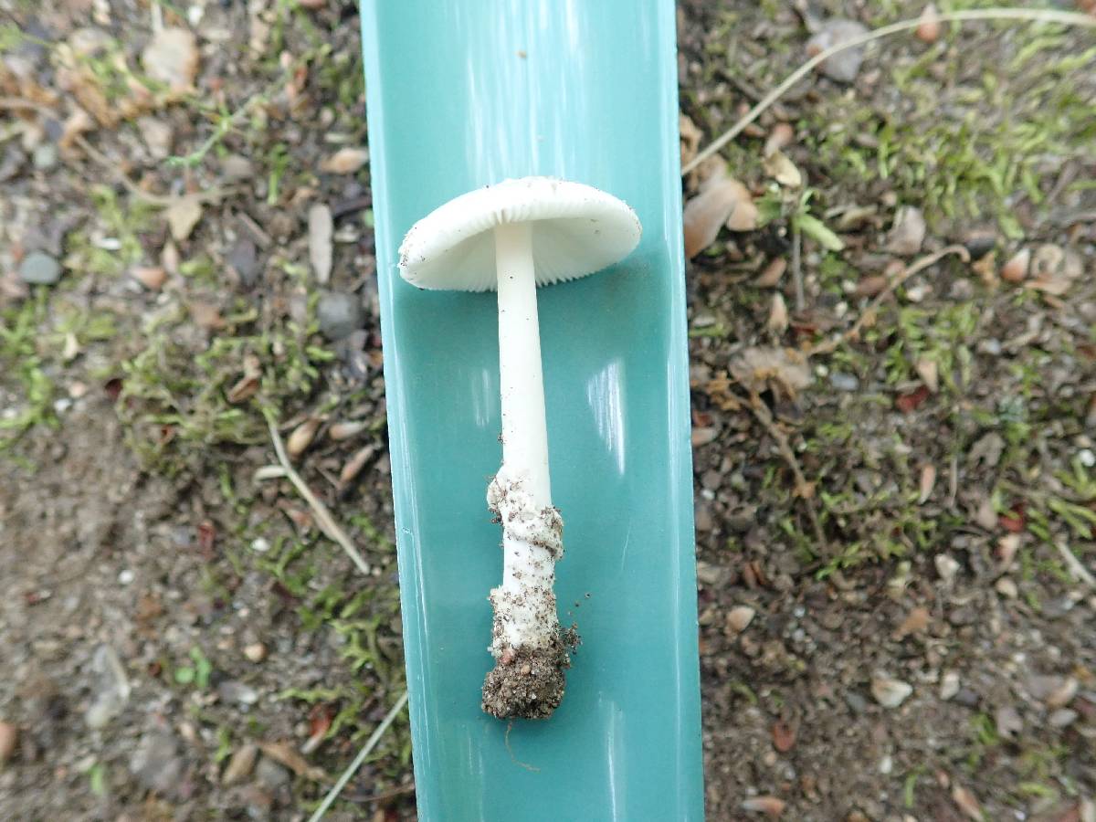 Amanita rasitabula image