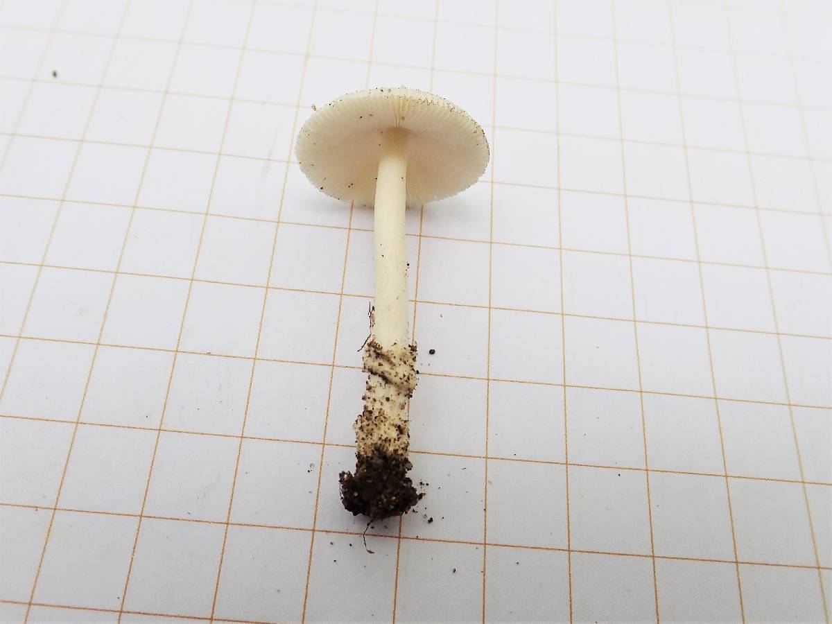 Amanita rasitabula image