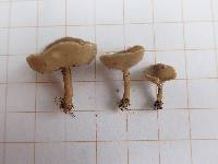 Helvella macropus image