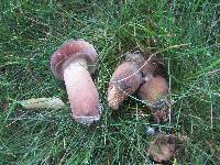 Tylopilus rubrobrunneus image