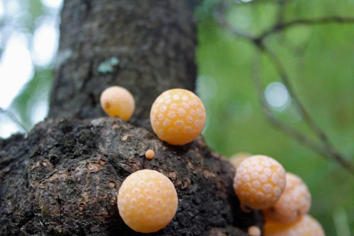 Cyttaria hariotii image