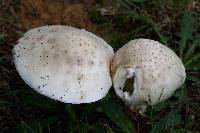 Amanita canescens image