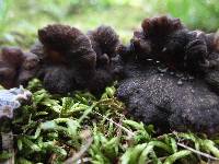 Pseudocraterellus calyculus image