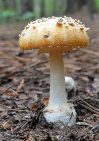 Amanita roseitincta image