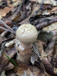 Boletellus ananas image