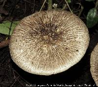 Agaricus endoxanthus image