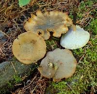 Polyporus leptocephalus image