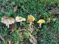 Amanita flavorubens image