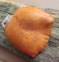 Gymnopilus liquiritiae image