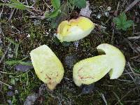 Baorangia bicolor image