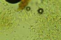 Clavulina coralloides image