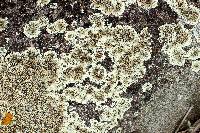 Lecanora muralis image