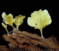 Cotylidia aurantiaca image