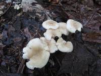 Clitocybe eccentrica image