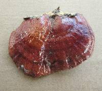 Ganoderma sessile image