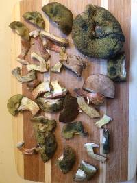 Boletus smithii image