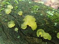 Dacrymyces capitatus image