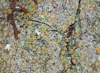 Lecanora symmicta image