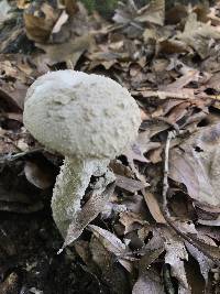 Amanita cinereoconia image