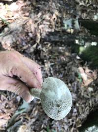 Amanita cinereoconia image