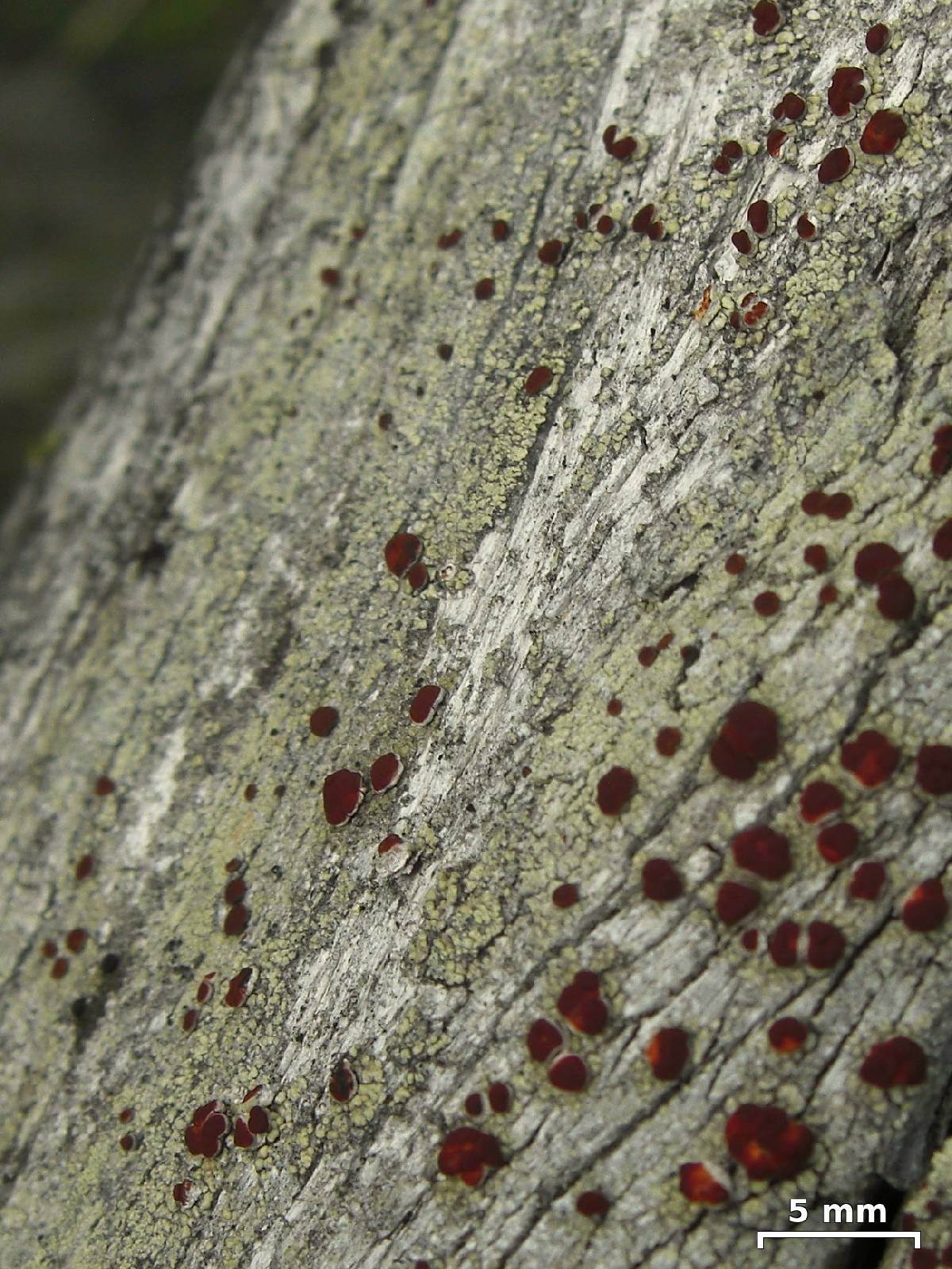 Ophioparma rubricosa image