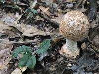 Amanita daucipes image