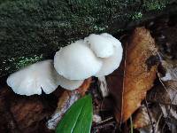 Crepidotus applanatus image