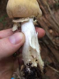 Cortinarius caperatus image