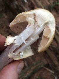 Cortinarius caperatus image