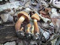 Cortinarius distans image