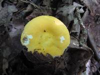 Russula ochroleucoides image