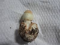 Amanita brunnescens image