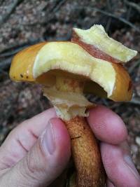 Suillus grevillei image