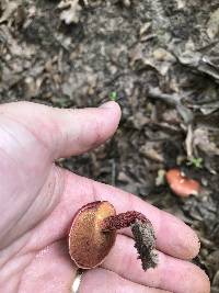 Butyriboletus frostii image