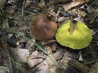 Aureoboletus auriporus image