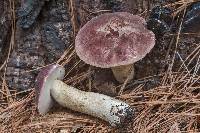 Tylopilus williamsii image