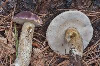 Tylopilus williamsii image