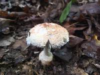 Amanita daucipes image