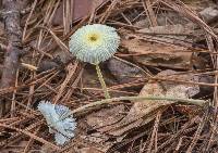 Leucocoprinus fragilissimus image