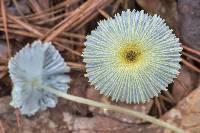 Leucocoprinus fragilissimus image